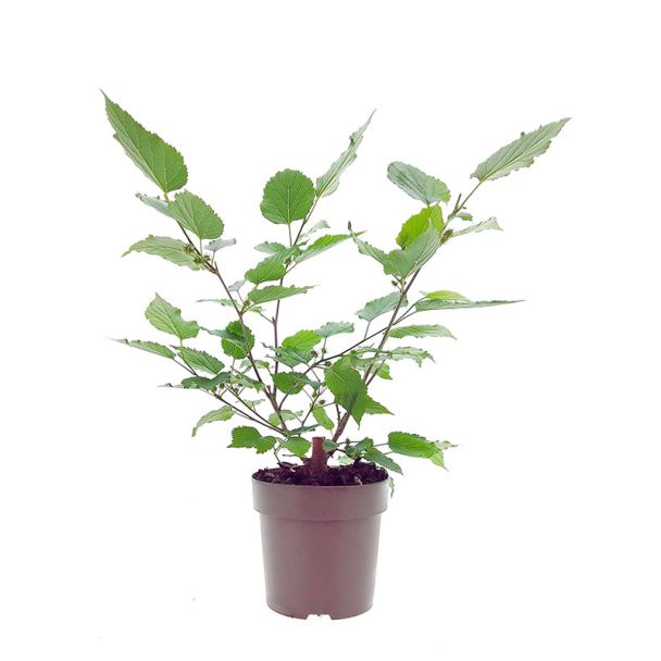 Moerbeiplant