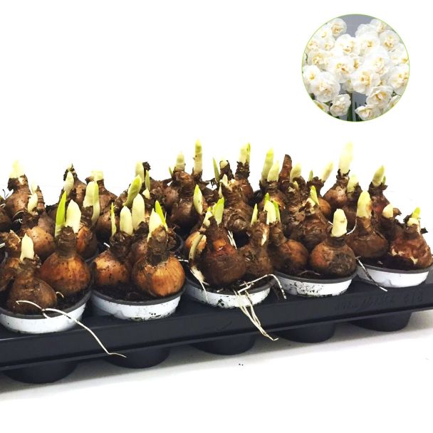 Narcissen 'Bridal Crown' | 18 kwekerspotjes (Ø9cm)  
