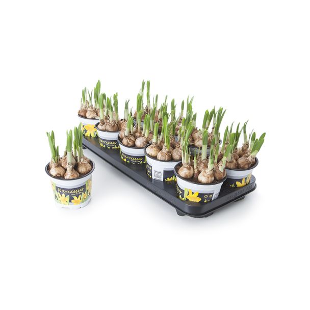 Narcissen Ø12cm - 'Tête-à-Tête' (geel) - 6 stuks bloembollen op pot