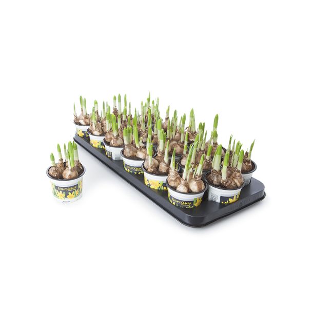 Narcissen Ø9cm - 'Tête-à-Tête' (geel) - 6 stuks bloembollen op pot 