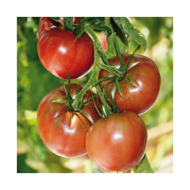 Tomatenplant