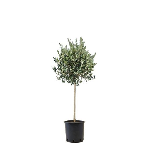 Olijfboom op stam - 'Olea Europaea' - H50cm Ø15cm 