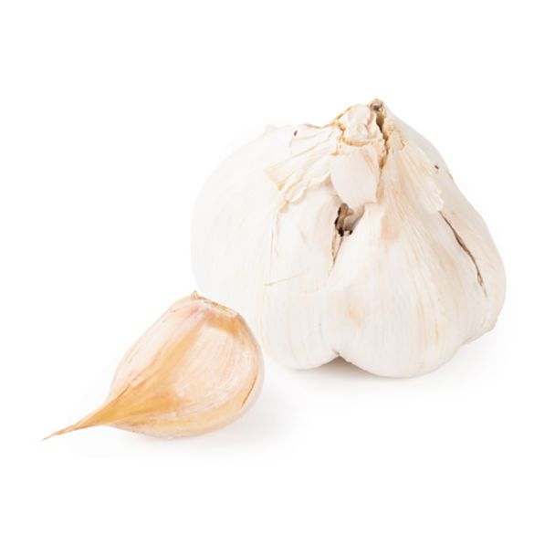 Olifanten knoflook