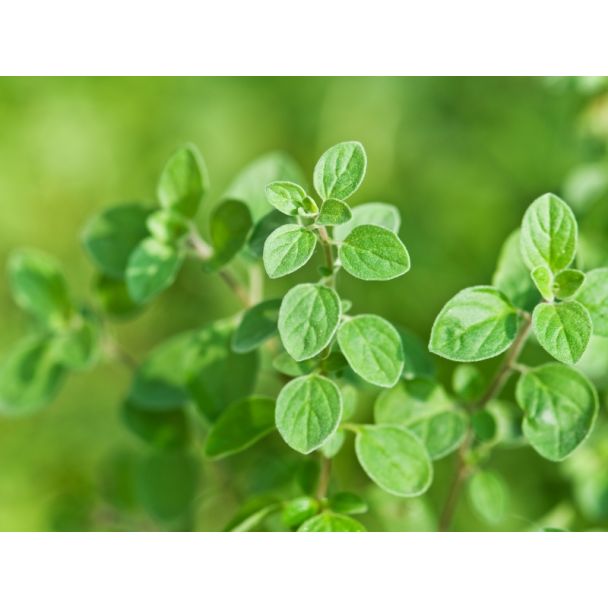 Oregano blaadjes