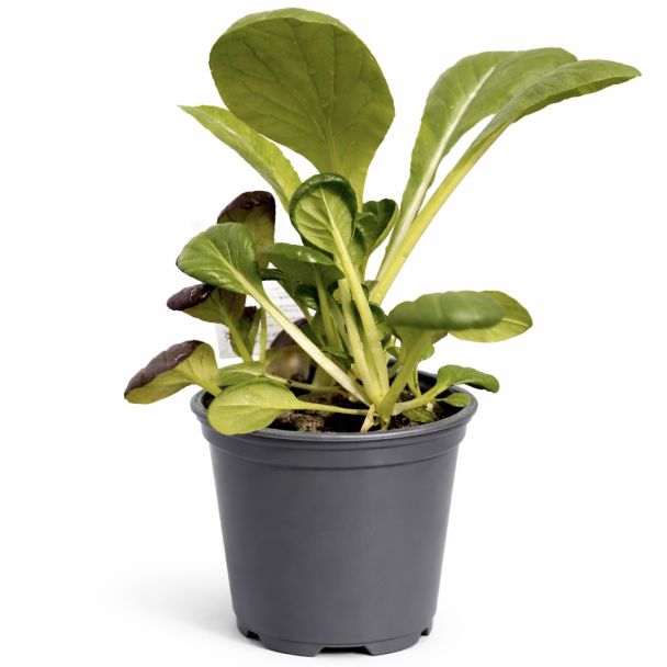 Pakchoi (groen en mini) - rode Tatsoi