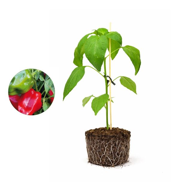 Paprikaplant groen - rood