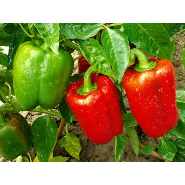Paprika żaden van Tuin de Bruijn geven een overvloedige oogst van stevige vruchten
