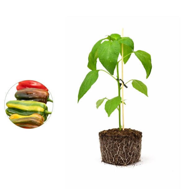 Paprikaplant kopen - gestreepte paprika's