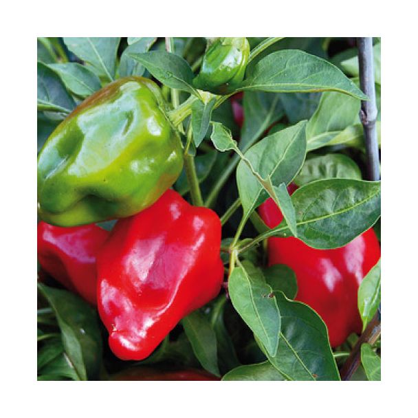 Mooie rode en groene paprika's aan de plant