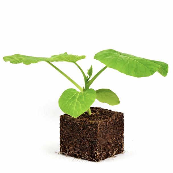 Patisson meloenplant