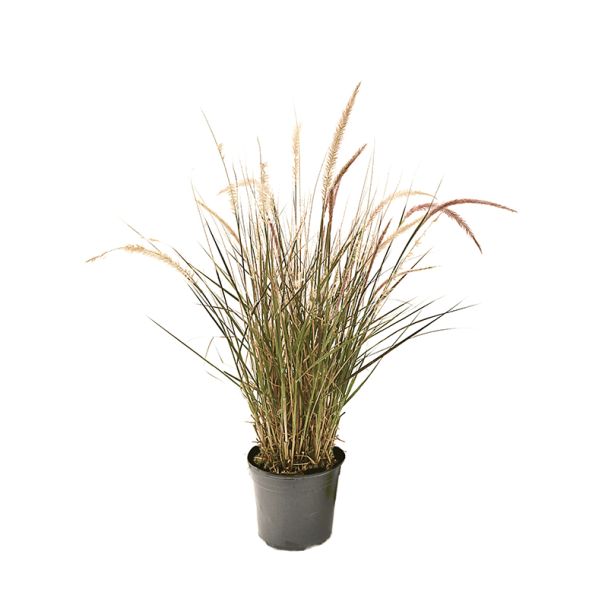 Siergras - Pennisetum advena 'Rubrum' – Ø19 cm - H25-30 cm