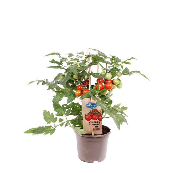 Rode cherrytomatenplant