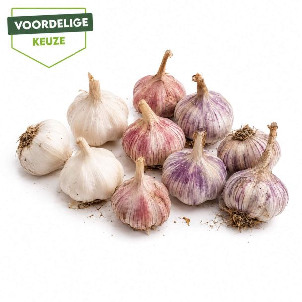 9 bollen plantknoflook in een voordelige mix.