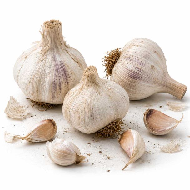 Plantknoflook Messidor