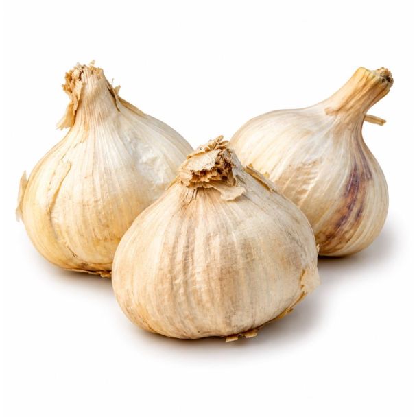 Plantknoflook Sabagold