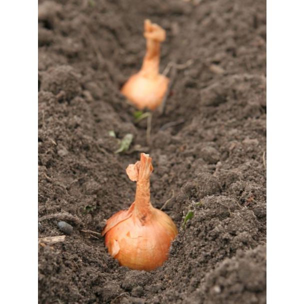 Uitgebreide uitleg over hoe je plaatsjalotten moet planten