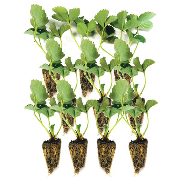 Aardbei plugs Ostara - doordrager - 10 plugs