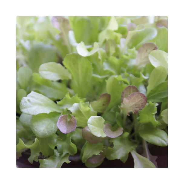 Mooie pluksla van moestuinenbloem.nl