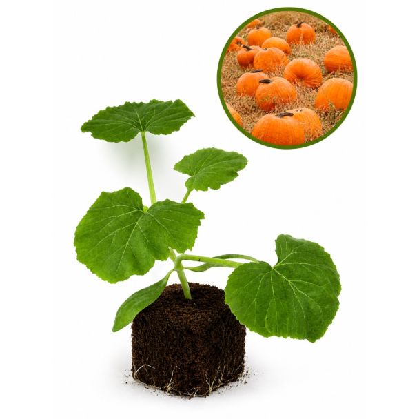 Pompoen - Muskaatpompoen