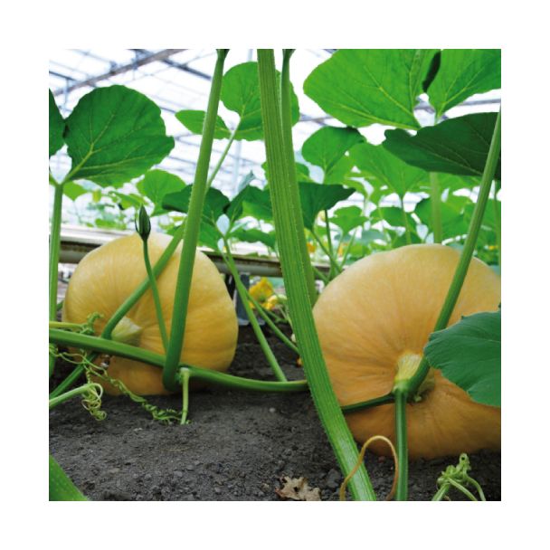 Pompoenen