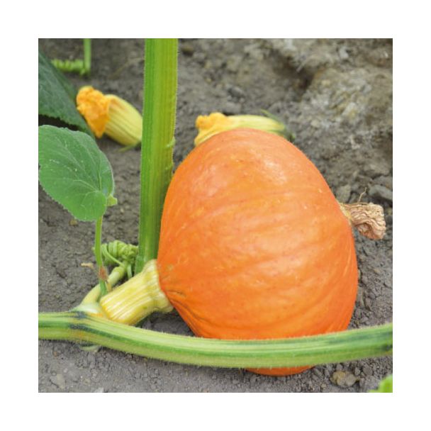 Pompoen Potimarron