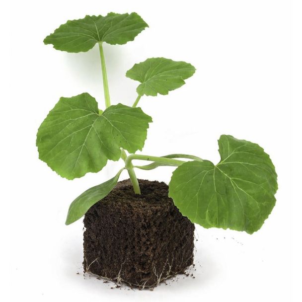 Pompoenplant