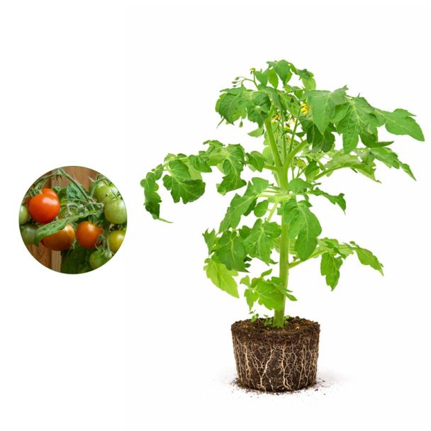 tomatenplant - pottomaat