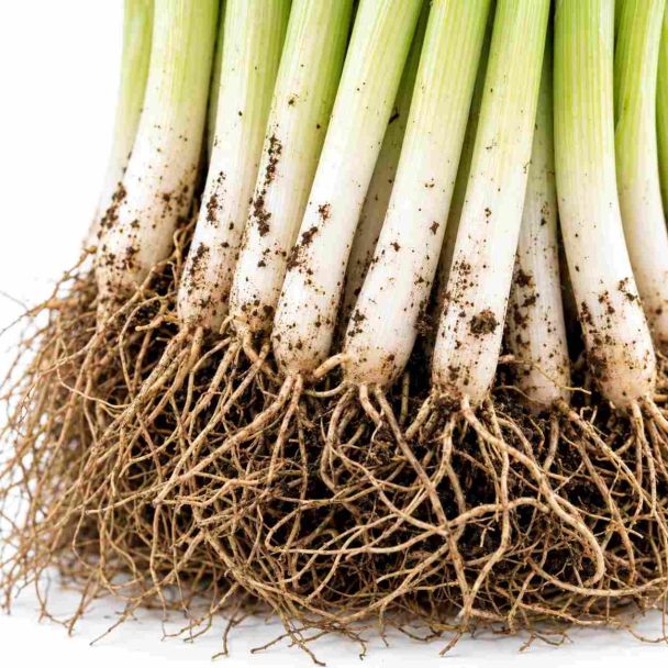 wortels van een preiplant - winterprei