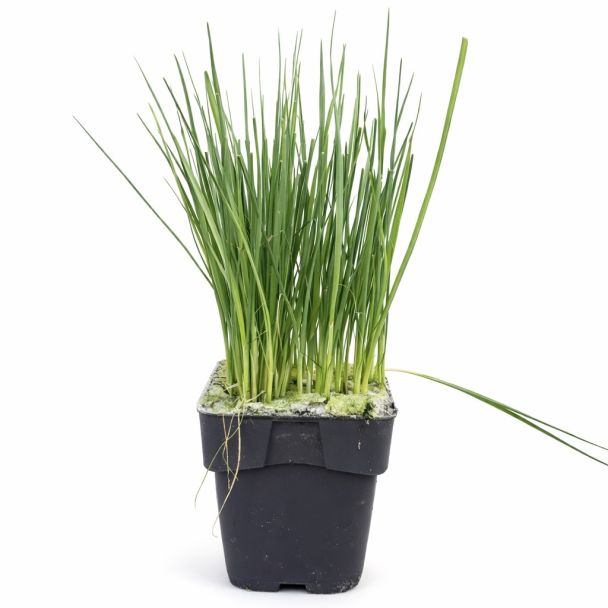 Herfstprei in pot - ca 40 planten