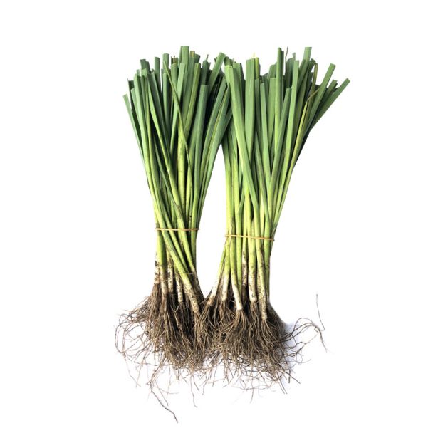 Zomerprei plantjes