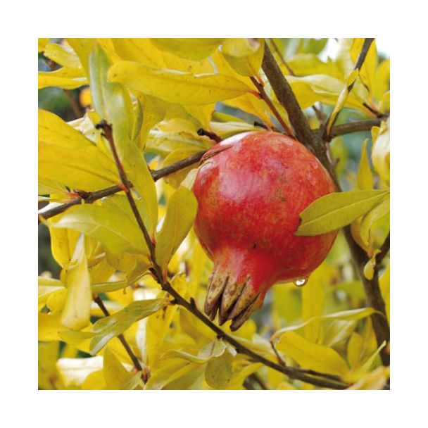 Punica granatum Dente di cavallo