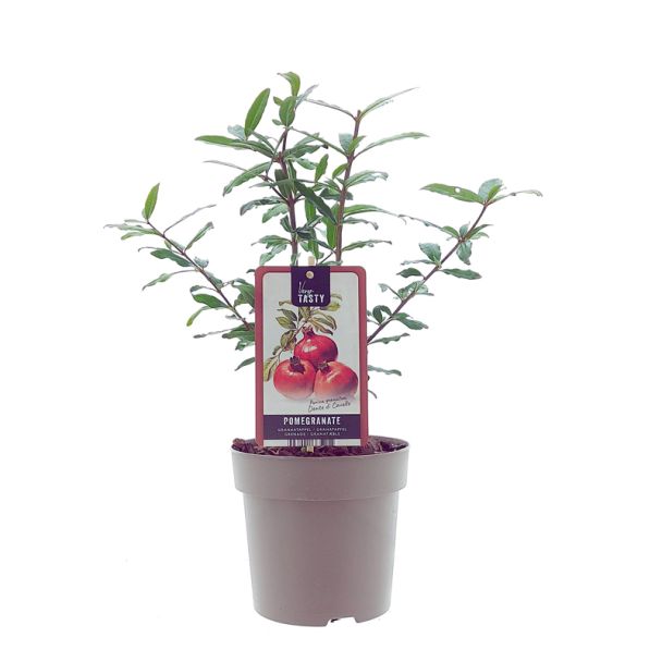 Granaatappel fruitstruik kopen