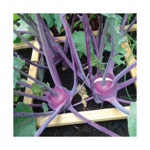 rode koolrabi is leuk voor in een kleine moestuin
