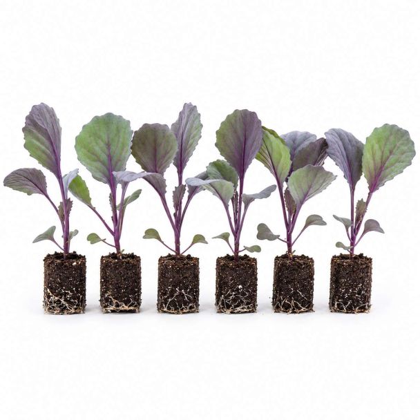 Rode kool plantjes koop je bij moestuinenbloem.nl