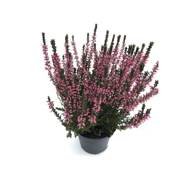 Calluna vulgaris - roze - Winterharde struikheide