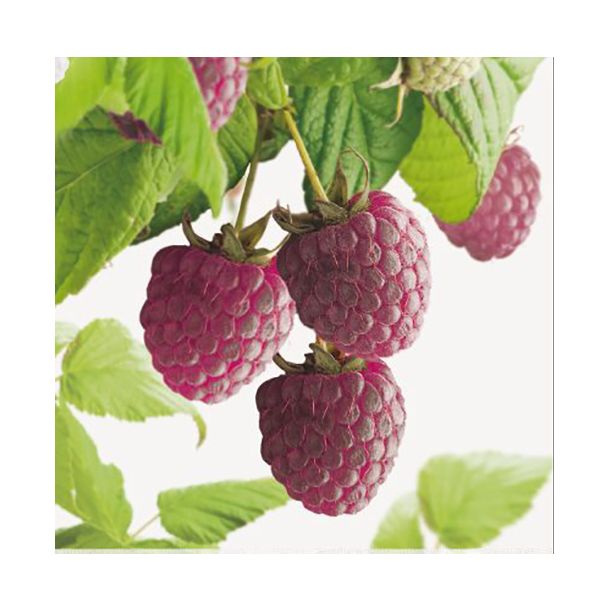 Framboos Autumn Passion