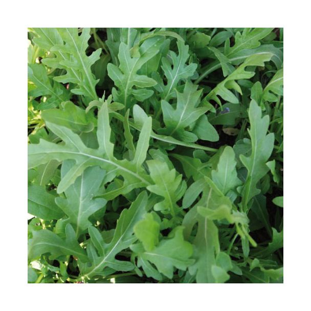 Rucola kun je heel eenvoudig zelf kweken
