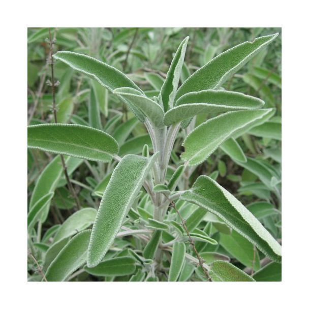 Saliebladeren aan de plant