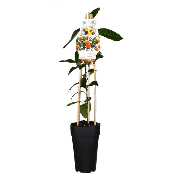 Sinaasappel fruitboom