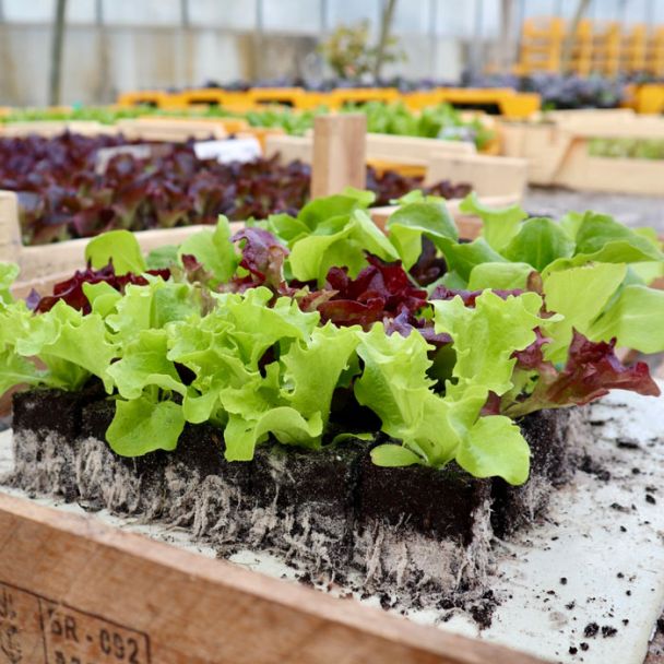 Onze slaplantjes mix bestaat uit 5 verschillende soorten sla