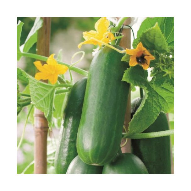 Snack komkommer aan plant