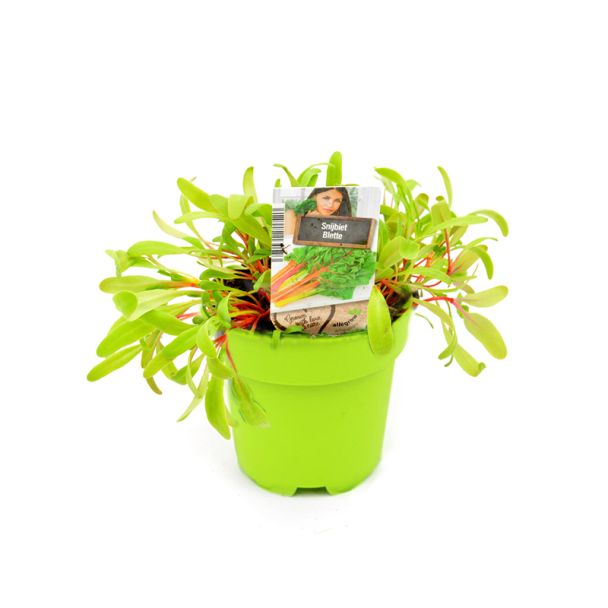 Snijbiet plant