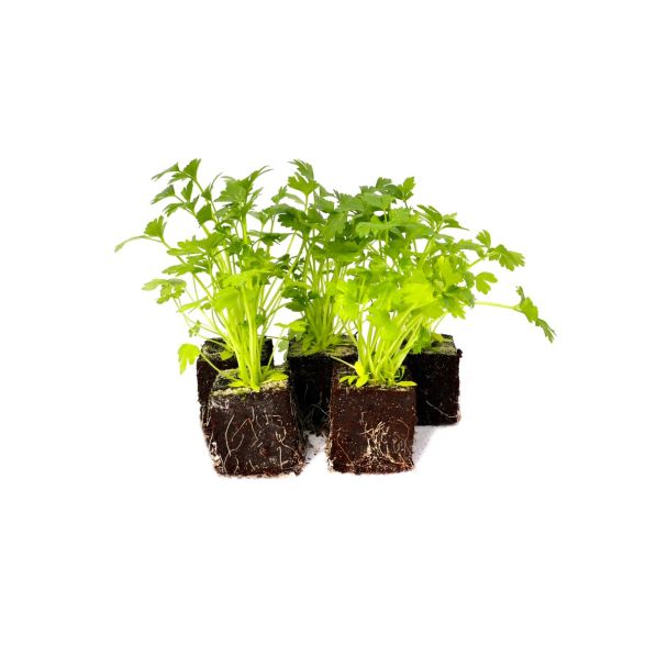 bladpeterselie plantjes kopen