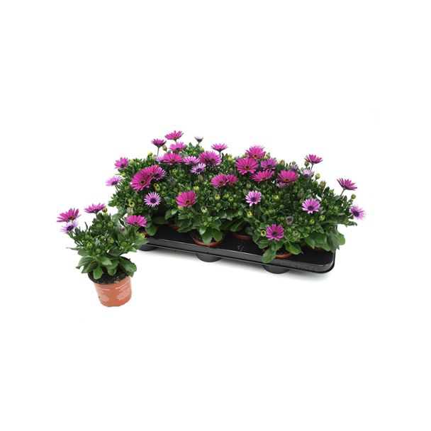 Spaanse margrieten paars