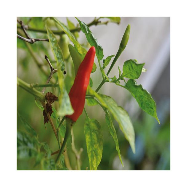 Spaanse peper