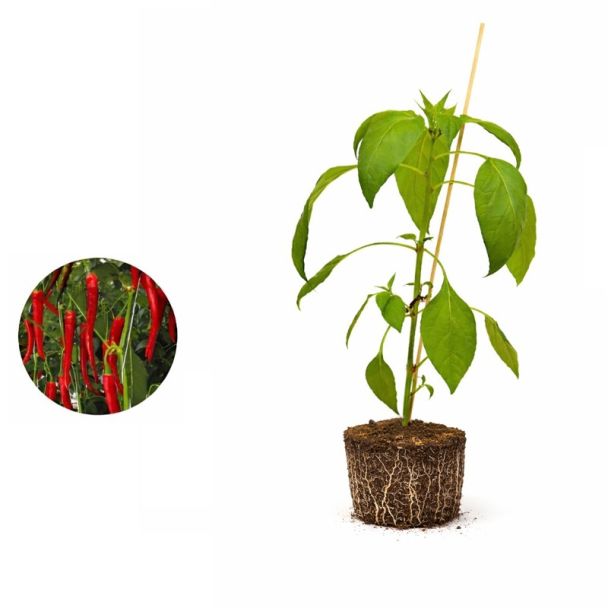 Peperplant rode peper Cayenne