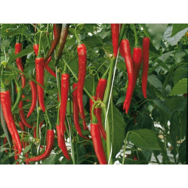Rijke Spaanse peper plant oogst