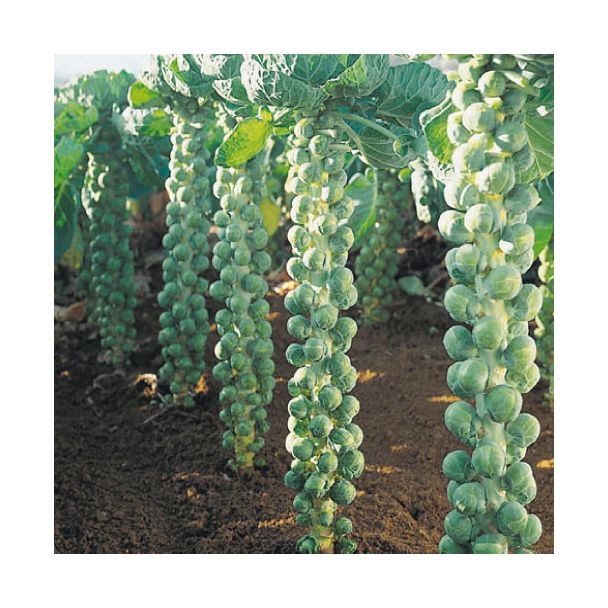 Spruitkool koop je bij moestuinenbloem.nl