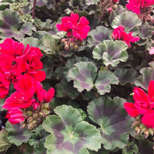 Staande geraniums in rood