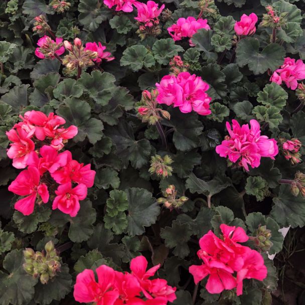 Geraniums roze in bloei